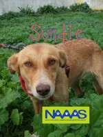 /album/cadelas-para-adoptar/sundie-copy-jpg/